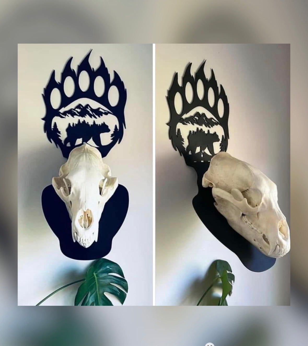 "Bear Walking with Paw 2-in-1 Euro Hanger – Handcrafted Bear Trophy Mount | Hang Em High Euro Hangers"
