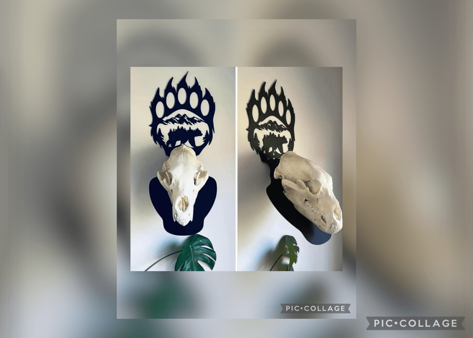 "Bear Paw Walking 2-in-1 Euro Hanger – Handcrafted Bear Trophy Mount | Hang Em High Euro Hangers"