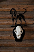 Coonhound Hanger with Clean White Bear Skull